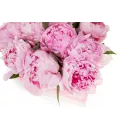 Květinový box pivoňek